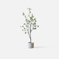 Tea Tree H150 [Display]